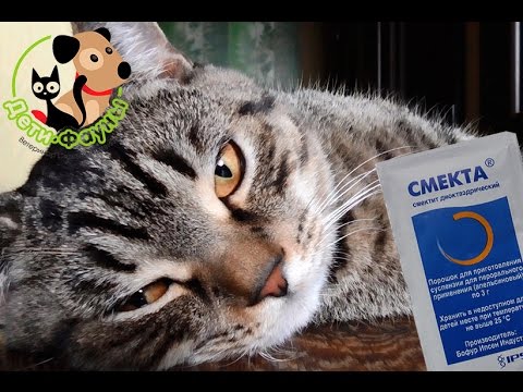 Видео: Смекта. Можно ли смекту собаке/кошке? Как разводить смекту?