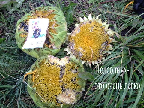 Видео: Подсолнухи из семян.От посадки семечек до сбора семян.