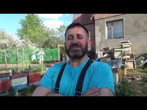 Видео: Ферзевый гамбит, против роения...!