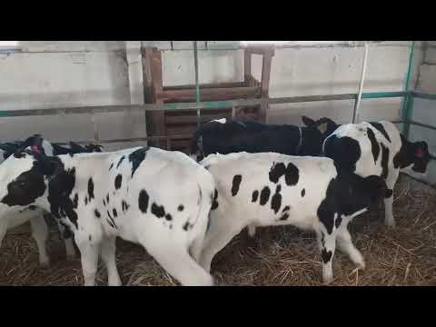 Видео: ОБЕЗРОЖИВАНИЕ ТЕЛЯТ НА 100% ПАСТОЙ! БЕЗ БОЛИ И ТРУДА!🐂🐂🐂🐄🐄🐄🐃🐃🐃
