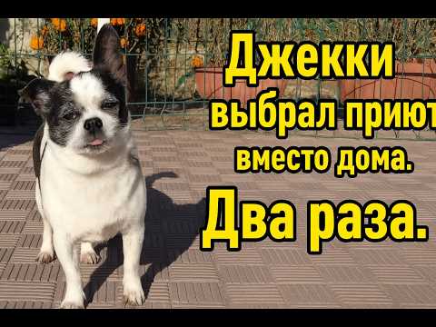 Видео: Не каждая собака мечтает уйти из приюта. История Джекки