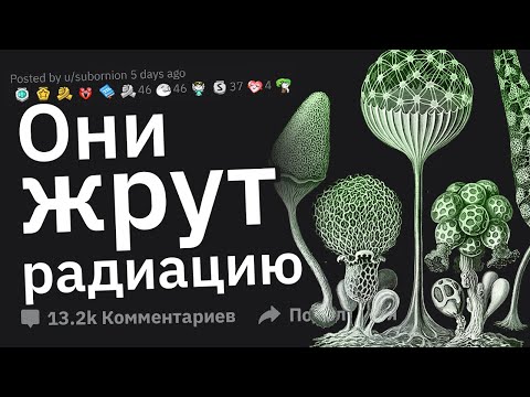Видео: Очень Успокаивающие Факты