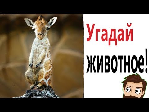Видео: Лютые приколы. УГАДАЙ ЖИВОТНОЕ!!! САМОЕ смешное видео! Засмеялся проиграл! – Domi Show