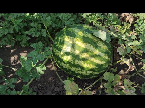 Видео: Арбуз Талисман