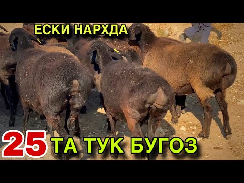 Видео: ЕСКИ НАРХДА 25 ТА ТУК БУГОЗ КУЙ СОТИЛАДИ! ГИГАНТ СИФАТЛИ БУГОЗ КУЙЛАР! 