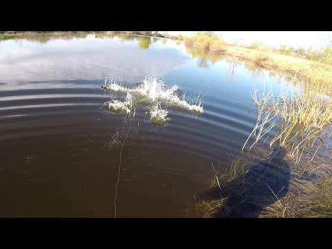 Видео: ТАК Я еще НЕ ЛОВИЛ РЫБУ. Закинул И ЕСТЬ. РЫБАЛКА на ПАУК ХАПУГУ. Продажа хапуг. Купить хапугу.