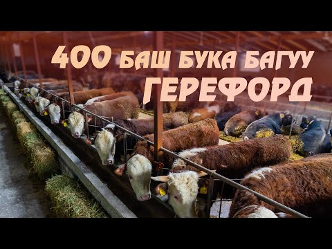 Видео: Герефорд бука багуу бизнеси / 400тон ашуун бука баткан сарай