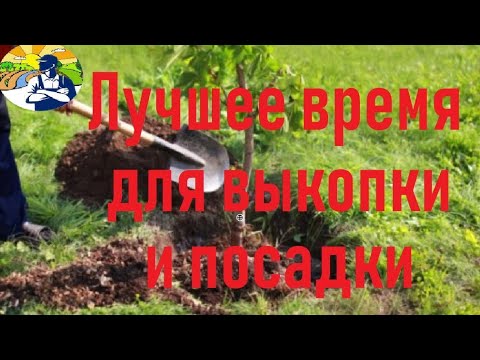 Видео: Самое лучшее время для выкопки и посадки.