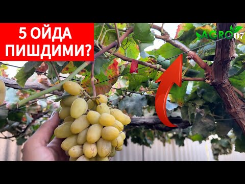 Видео: Пайвандимиз натижаси