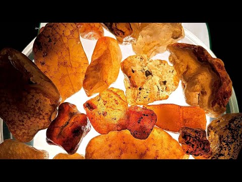 Видео: Поиск окаменелостей в реке Фицрой, 2025.