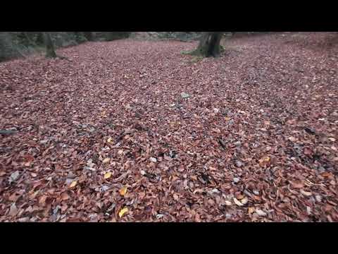 Видео: Лес по которому приятно прогулятся  . Германия 1я часть