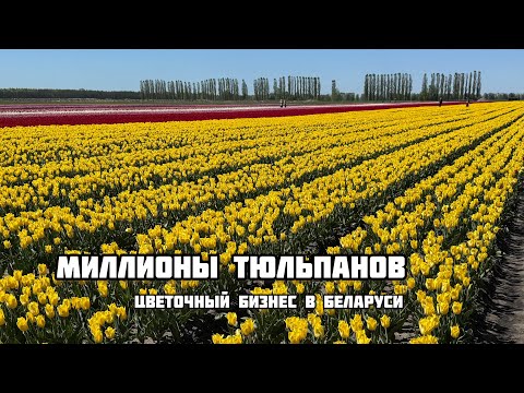 Видео: ЛУКОВИЦЫ ТЮЛЬПАНОВ ВЫРАЩИВАЮТ ЗДЕСЬ!!!