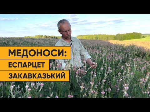 Видео: Еспарцет закавказький