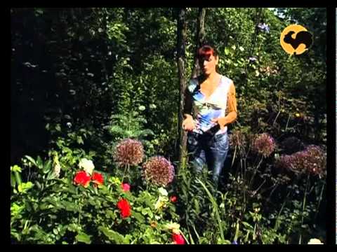 Видео: Розы в Саду. серия 6. Компаньоны