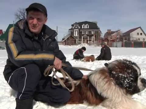Видео: #231 Мир увлечений. Собаки породы сенбернар