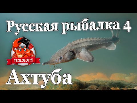 Видео: Русская рыбалка 4  Трофейный Сазан