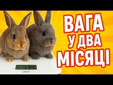 Видео: Придбали нову кролематку. Зважуємо кроленят у два місяці.