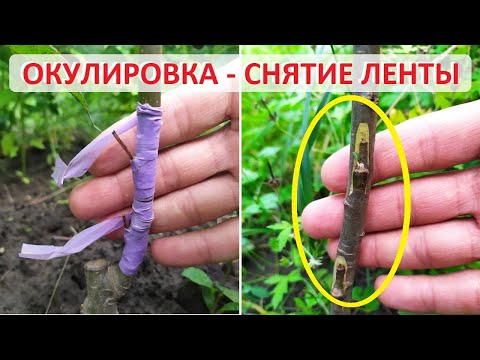 Видео: Прививка окулировкой - снятие лены. Основные моменты данной процедуры