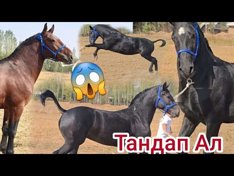 Видео: Атилла// Адидас //Авангард // Тандалган Тайлар😱