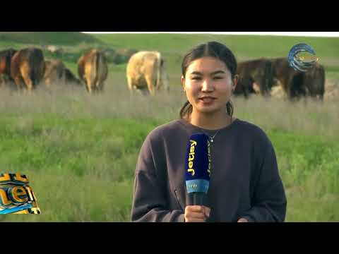 Видео: Мал тұқымын асылдандырудың тиімді тәсілі / ЕЛ МЕН ЖЕР / 26.04.2024
