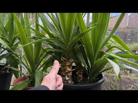 Видео: Обновление об успехе: черенки юкки выросли в крепкие новые растения. #растения #комнатныерастения...