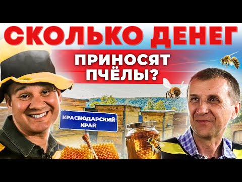 Видео: Как живет пчеловод на Кубани и зачем они кочуют? Прибыльная пасека | Андрей Даниленко