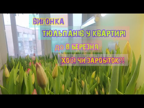 Видео: Вирощування тюльпанів до 8 березня в квартирі все від посадки до цвітіння.