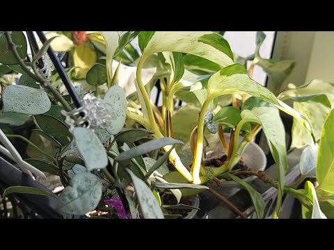 Видео: Березень🌸квіткові будні