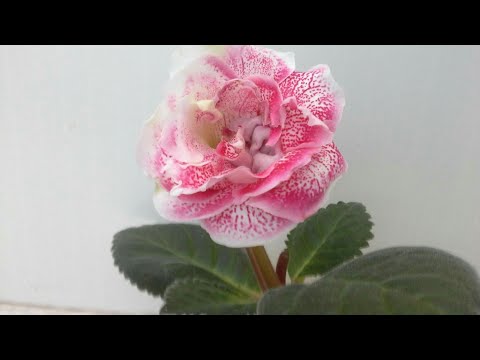 Видео: ГЛОКСИНИЯ: МНОГО ДЕТОК НА ОДНОМ ФРАГМЕНТЕ-ОТСАЖИВАЮ!