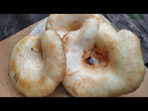 Видео: Как подготовить ГРУЗДИ к заморозке? Вкусные грибы без горечи