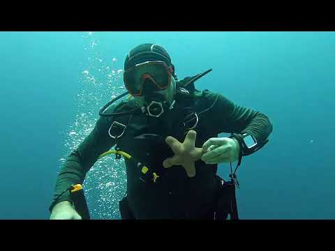 Видео: Дайвинг на Мальдивах. Подводный мир Расду(Rasdhoo). Февраль 2025 г.