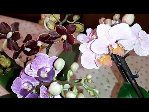 Видео: Посылка с Новыми Сортовыми Орхидеями Мини | Ph. Esmee | Ph. Violet Queen | Ph. Tulcan