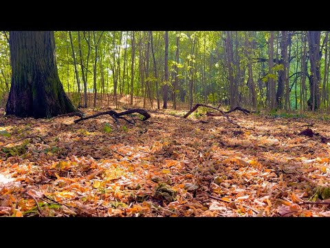 Видео: ОСТРОВОК Природы в Городе🌿❤️🌳Лесной уголок в Москве❤️Зимой место Лыжных гонок АЛЬФА-БИТЦА⛷️