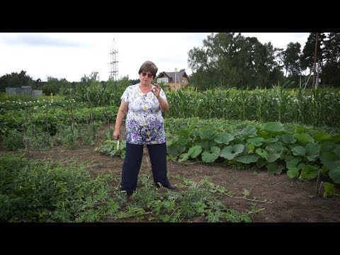 Видео: "Удачная среда" - тонкости выращивания арбузов в сибирских условиях (Бийское телевидение)