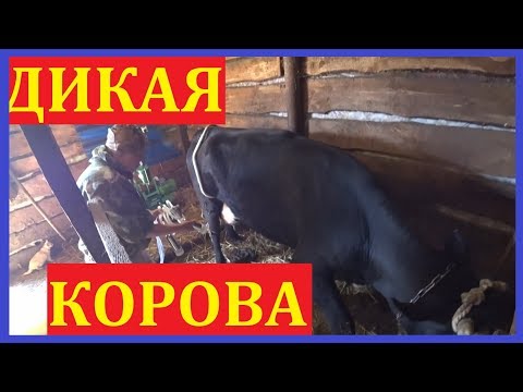 Видео: Первый раз доили аппаратом / Антибрык разлетелся!