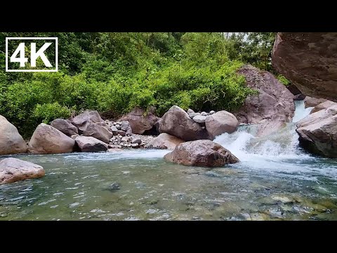 Видео: Успокаивающее пение птиц и журчание реки на рассвете-Звуки природы для внутреннего спокойствия и сна