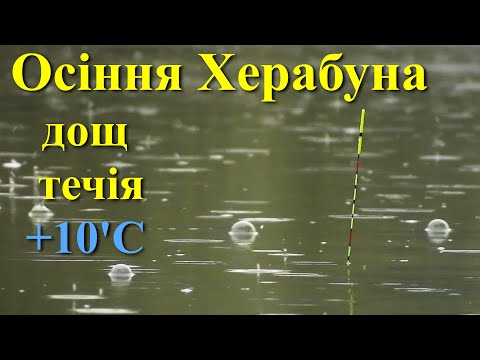 Видео: Херабуна осінньо - Бугова #herabuna #fishing #streetfishing #floating #cruciancarp #タナゴ  #ヘラブナ