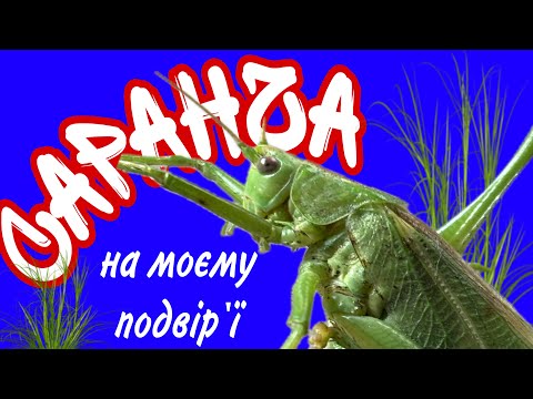 Видео: #сарана на Харківщині