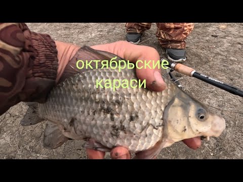 Видео: Караси морозным утром. Осеняя рыбалка, недалеко от дома 