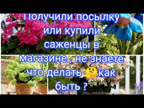 Видео: ПОЛУЧИЛИ ПОСЫЛКУ ИЛИ КУПИЛИ САЖЕНЦЫ В МАГАЗИНЕ , НЕ ЗНАЕТЕ ЧТО ДЕЛАТЬ И КАК ПОСТУПИТЬ 🤔🤔🤔