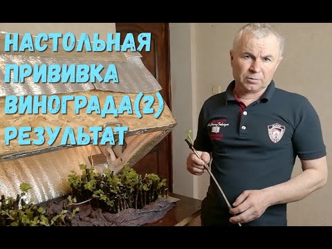 Видео: Настольная прививка винограда (2) результат