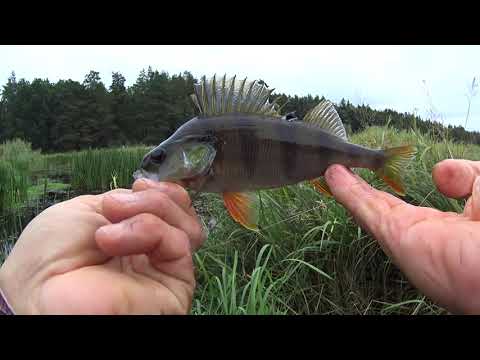 Видео: Ловим рыбку на БОКОВОЙ КИВОК  Река Уж.  Клёв разнорыбицы. Окунь Плотва.