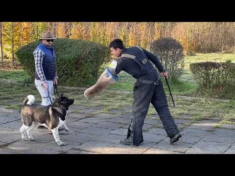 Видео: Сторожевые качества Акиты