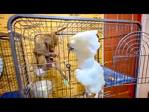 Видео: Вы ТАКОГО НЕ ВИДЕЛИ! Люська РАЗДРАКОНИЛА Жорика и попугай наказал ее по полной!