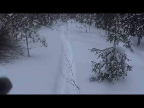 Видео: Проверка путика,третья куница в один ящик.