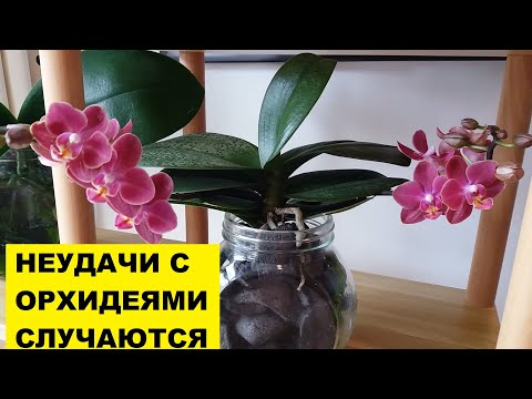 Видео: НЕУДАЧИ С ОРХИДЕЯМИ СЛУЧАЮТСЯ..ОРХИДЕЯ СУШИТ БУТОН