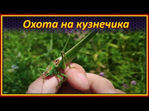 Видео: Охота на кузнечика / ловим кузнечика зеленого перевязанного