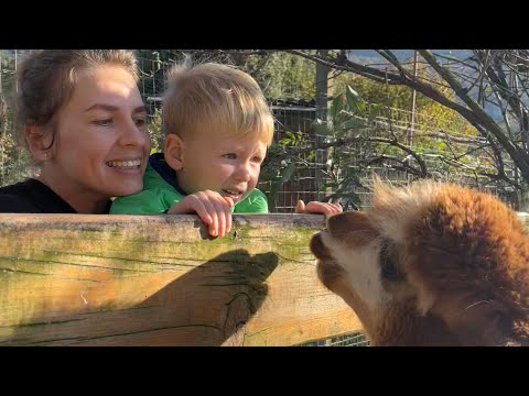 Видео: Парк с животными в нашей деревне 🇮🇹🦙🍁 #agriturismo #italy #outdooractivities 