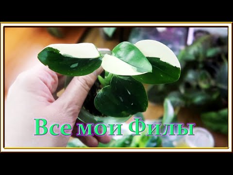 Видео: Моя коллекция Филодендронов