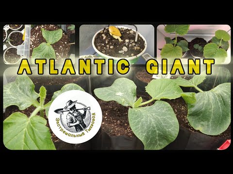 Видео: 🌱 3. Посев семян на рассаду Тыква Атлантический Гигант [Atlantic Giant] Сезон 2025 г.